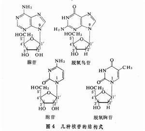 细胞内最丰富的游离核苷酸(如哺乳动物细胞中atp浓度接近1毫克分子)