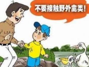 人感染禽流感