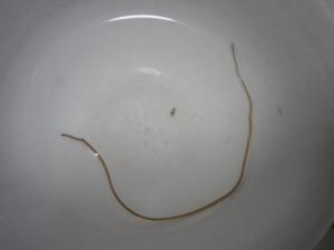 袋形动物 (Aschelminthes)