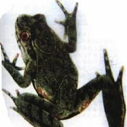 突肛拟角蟾