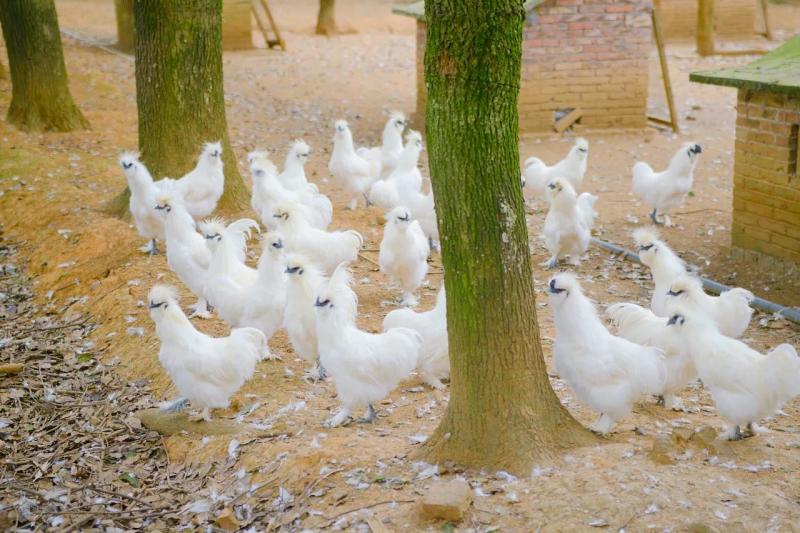 泰和乌鸡