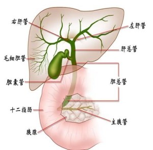 胆管在人体什么位置图图片