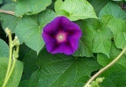 牵牛花
