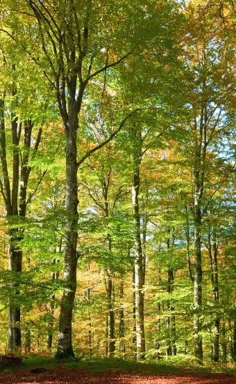 山毛榉 - 搜狗百科