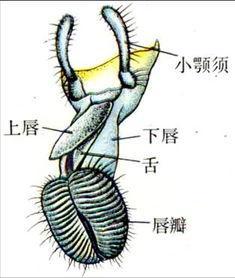 嚼吸式口器 - 搜狗百科