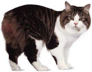 威尔斯猫图册
