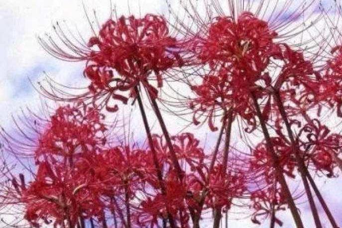 克莱茵蓝彼岸花 搜狗百科 克莱茵蓝彼岸花 搜狗百科