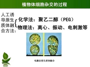 植物体细胞杂交