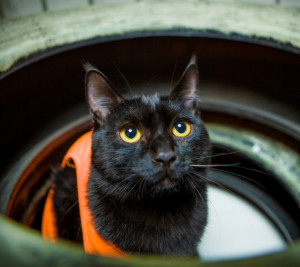黑猫