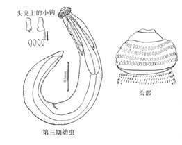颚口线虫图册