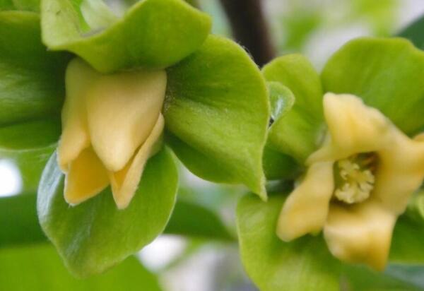 柿子花 柿树属植物 搜狗百科