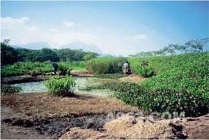 红树林植被图册