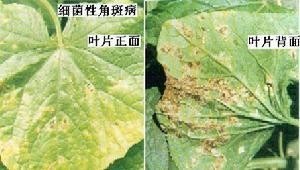 菜叶细菌性角斑病