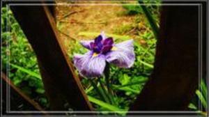 虎皮花图册