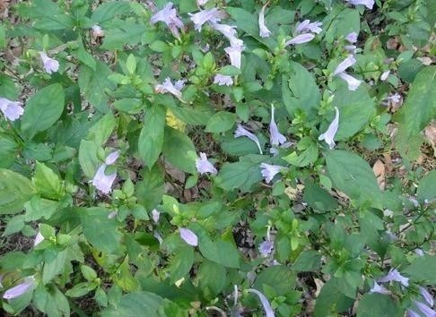 板蓝根(植物)