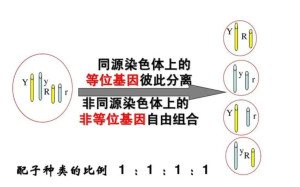 非等位基因的位置图解图片