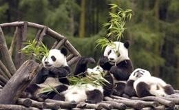 四川-熊猫的故乡