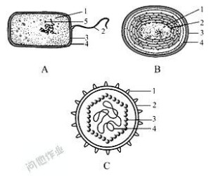 大肠杆菌的细胞结构图片