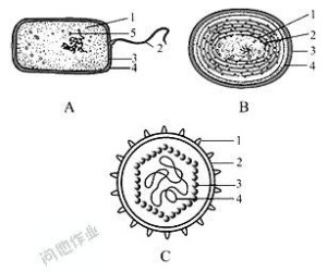 大肠杆菌细胞结构图片