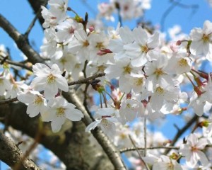 樱花