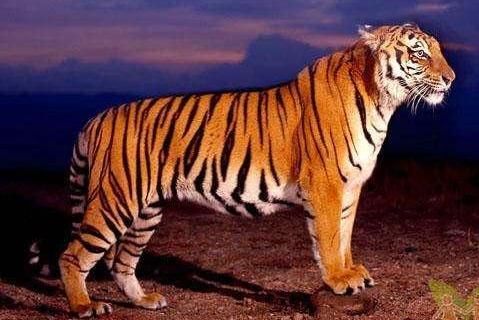 爪哇虎 猫科豹属动物 搜狗百科