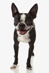 梗犬