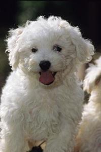 特内里费犬