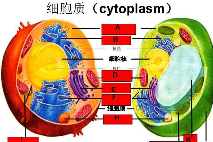  细胞质(细胞质膜包围的颗粒状物质的总称)_搜狗百科 Motiv 