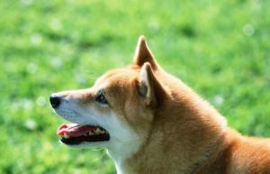 日本柴犬