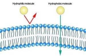 水溶性物质难以通过质膜