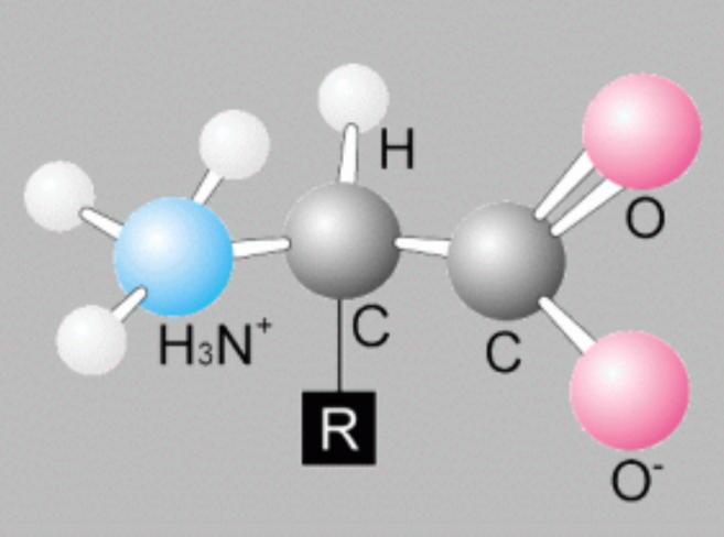 氨基酸是有害物质吗 0