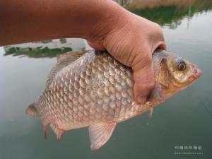 湘云鲤图册