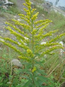 黄花母 锦葵目锦葵科植物 搜狗百科