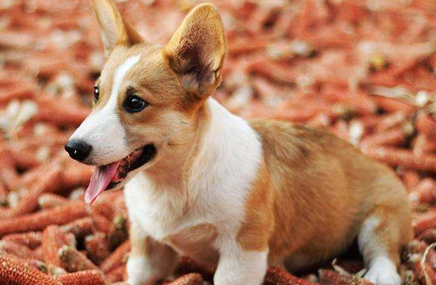 威尔斯柯基犬