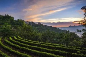 茶叶