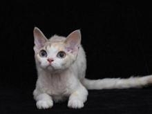 德文卷毛猫