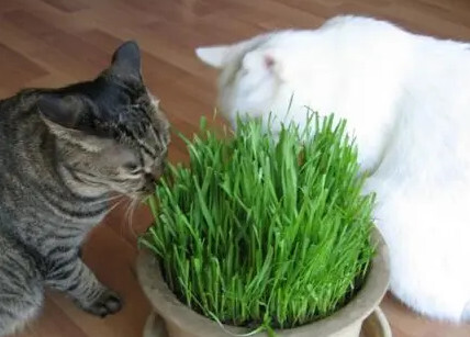 猫草 猫 搜狗百科