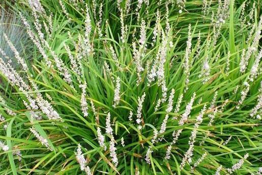 麦冬 百合科沿阶草属植物 搜狗百科 麦冬 百合科沿阶草属植物 搜狗百科