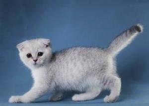 苏格兰折耳猫