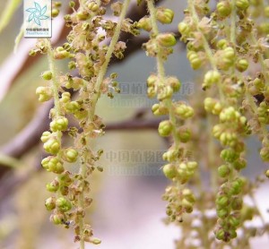 麻栎-刘冰 拍摄于：山东省泰安市泰山后山桃花源至桃花峪途中
