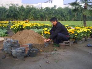 花卉种植