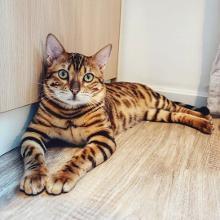 孟加拉豹猫