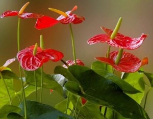 火鹤花