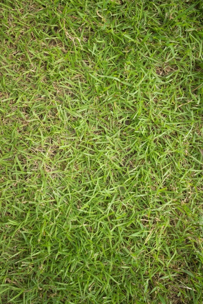 马尼拉草
