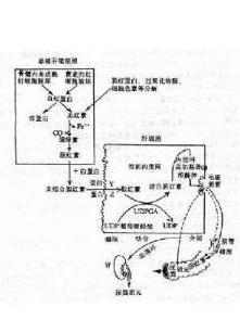 间接胆红素