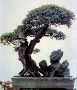 苏派盆景