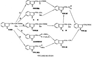 生长素