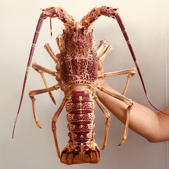 澳洲龙虾