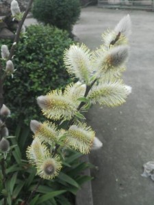 银芽柳
