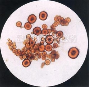必需氨基酸 必需氨基酸